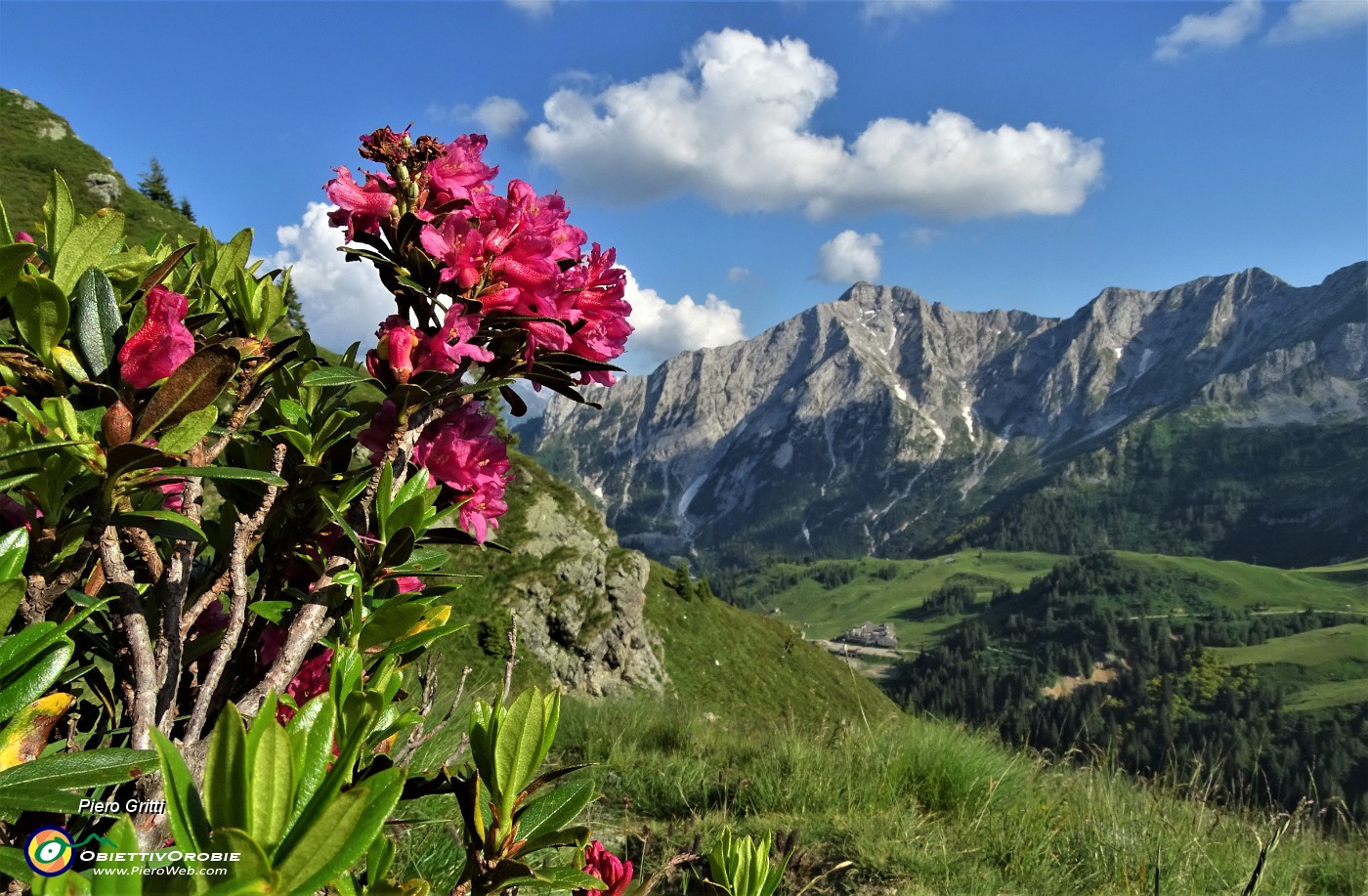 90 Rododendro rosso con Pegherolo.JPG